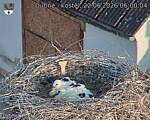 Capi_Dubne_20260622_060004.jpg