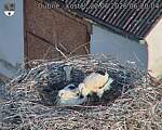 Capi_Dubne_20260622_062004.jpg