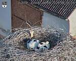 Capi_Dubne_20260622_063004.jpg
