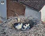 Capi_Dubne_20260622_064505.jpg