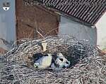 Capi_Dubne_20260622_065005.jpg