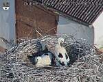 Capi_Dubne_20260622_065504.jpg