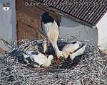 Capi_Dubne_20260622_070504.jpg