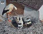 Capi_Dubne_20260622_071504.jpg