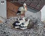 Capi_Dubne_20260622_075003.jpg