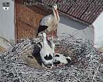 Capi_Dubne_20260622_075504.jpg