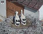 Capi_Dubne_20260622_081504.jpg