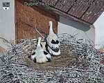 Capi_Dubne_20260622_083003.jpg