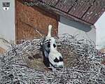 Capi_Dubne_20260622_084003.jpg