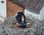 Capi_Dubne_20260622_103003.jpg