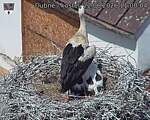 Capi_Dubne_20260622_110004.jpg