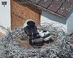 Capi_Dubne_20260622_110503.jpg
