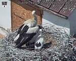 Capi_Dubne_20260622_124003.jpg