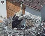 Capi_Dubne_20260622_124504.jpg