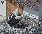 Capi_Dubne_20260622_125503.jpg