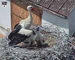 Capi_Dubne_20260622_130504.jpg