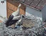 Capi_Dubne_20260622_131504.jpg