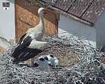 Capi_Dubne_20260622_132003.jpg