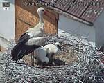 Capi_Dubne_20260622_133003.jpg