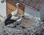 Capi_Dubne_20260622_133504.jpg
