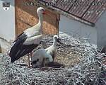 Capi_Dubne_20260622_134504.jpg