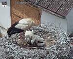 Capi_Dubne_20260622_140503.jpg