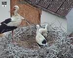 Capi_Dubne_20260622_143505.jpg