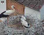 Capi_Dubne_20260622_144003.jpg