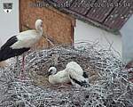 Capi_Dubne_20260622_144504.jpg