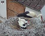 Capi_Dubne_20260622_151505.jpg