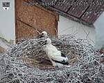 Capi_Dubne_20260622_152504.jpg