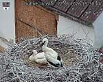 Capi_Dubne_20260622_153004.jpg