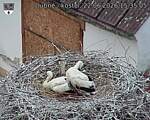 Capi_Dubne_20260622_153505.jpg