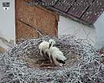Capi_Dubne_20260622_154004.jpg