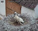 Capi_Dubne_20260622_154505.jpg