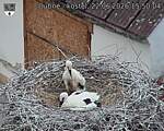 Capi_Dubne_20260622_155004.jpg