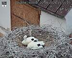 Capi_Dubne_20260622_155505.jpg