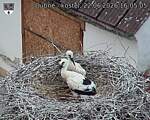 Capi_Dubne_20260622_160505.jpg