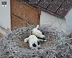 Capi_Dubne_20260622_161505.jpg
