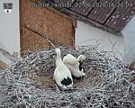 Capi_Dubne_20260622_162004.jpg