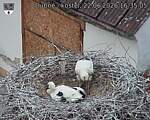 Capi_Dubne_20260622_163505.jpg