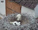 Capi_Dubne_20260622_164004.jpg