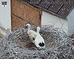 Capi_Dubne_20260622_170003.jpg