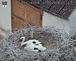 Capi_Dubne_20260622_171003.jpg