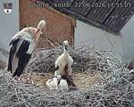 Capi_Dubne_20260622_175505.jpg
