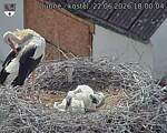Capi_Dubne_20260622_180004.jpg