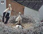 Capi_Dubne_20260622_180504.jpg