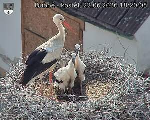 Capi_Dubne_20260622_182005.jpg (1350&nbsp;x&nbsp;1080)