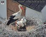 Capi_Dubne_20260622_182503.jpg