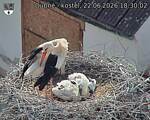 Capi_Dubne_20260622_183003.jpg